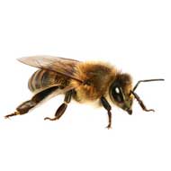 honingbij - bijen & wespen