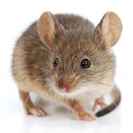 huismuis - muizen & ratten