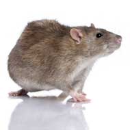 bruine rat - muizen & ratten