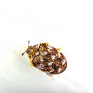 tapijtkever - kruipende insecten