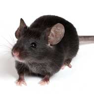 zwarte rat - muizen & ratten